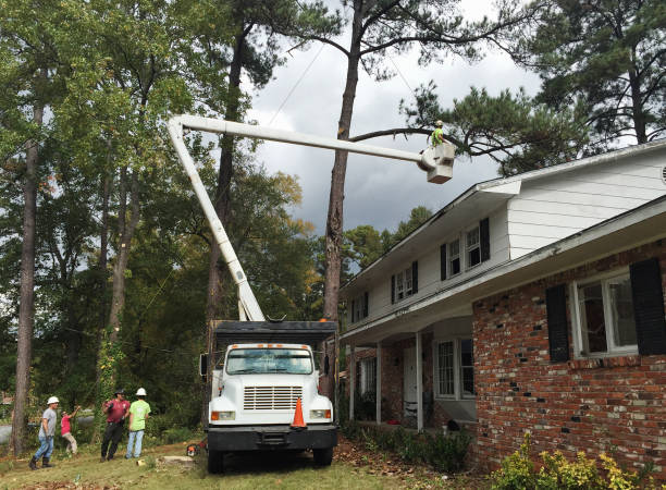 How Our Tree Care Process Works  in  Moody, TX